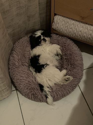 Customer photo review of Coussin Ultra Doux Chien & Chat - Sweet Dreams