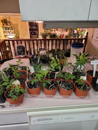 Customer photo review of WORM CASTINGS SEEDLING MIX