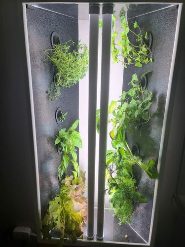 Customer photo review of EVE Small Easy Indoor Garden