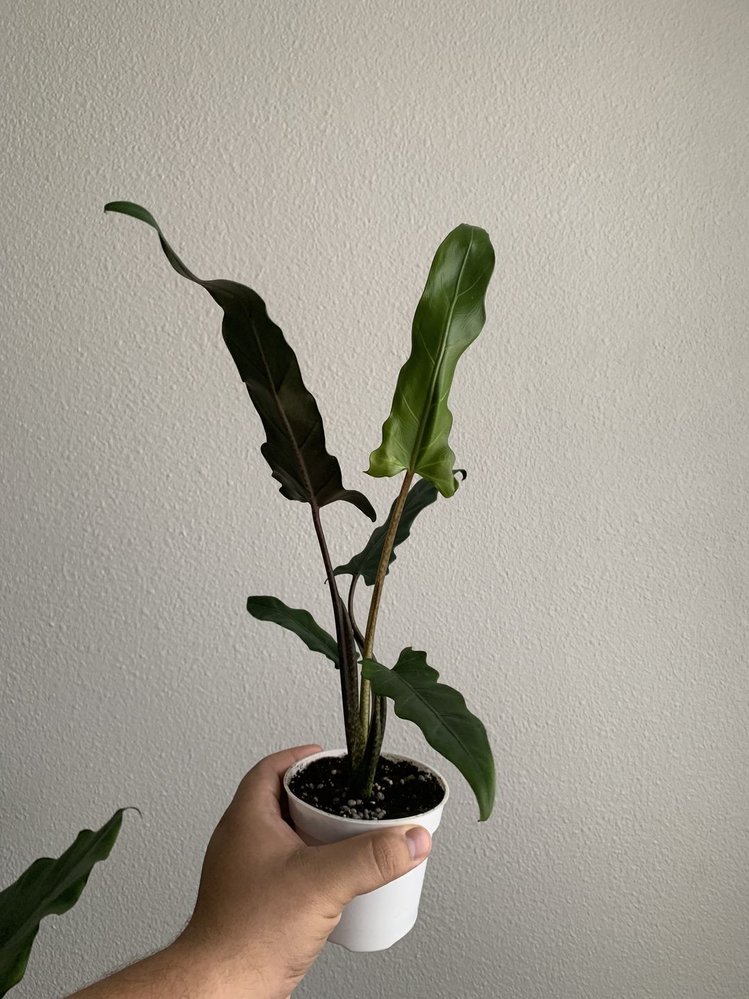 Customer photo review of 4" Alocasia lauterbachiana