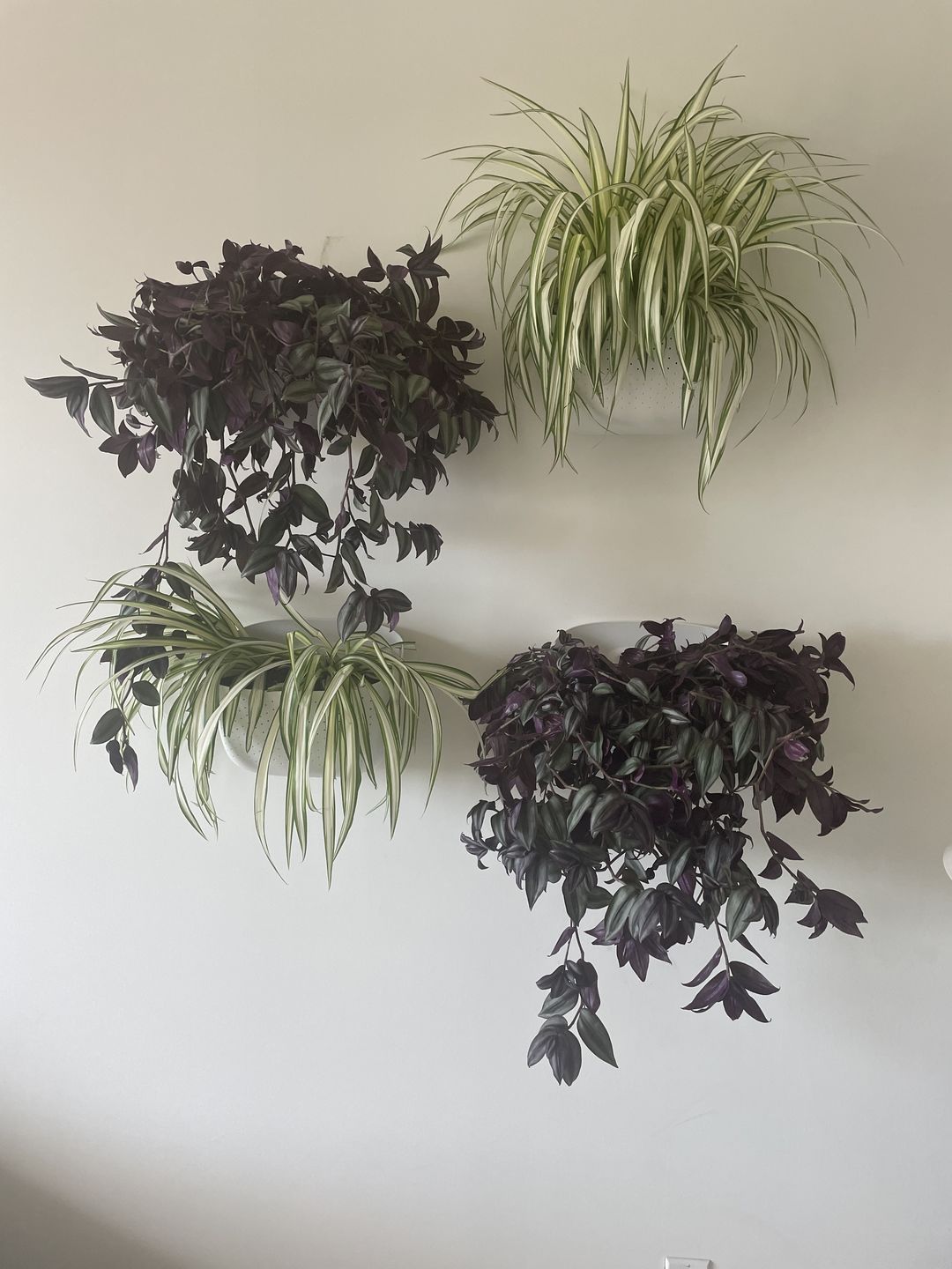 Customer photo review of Eco White Wall Planter