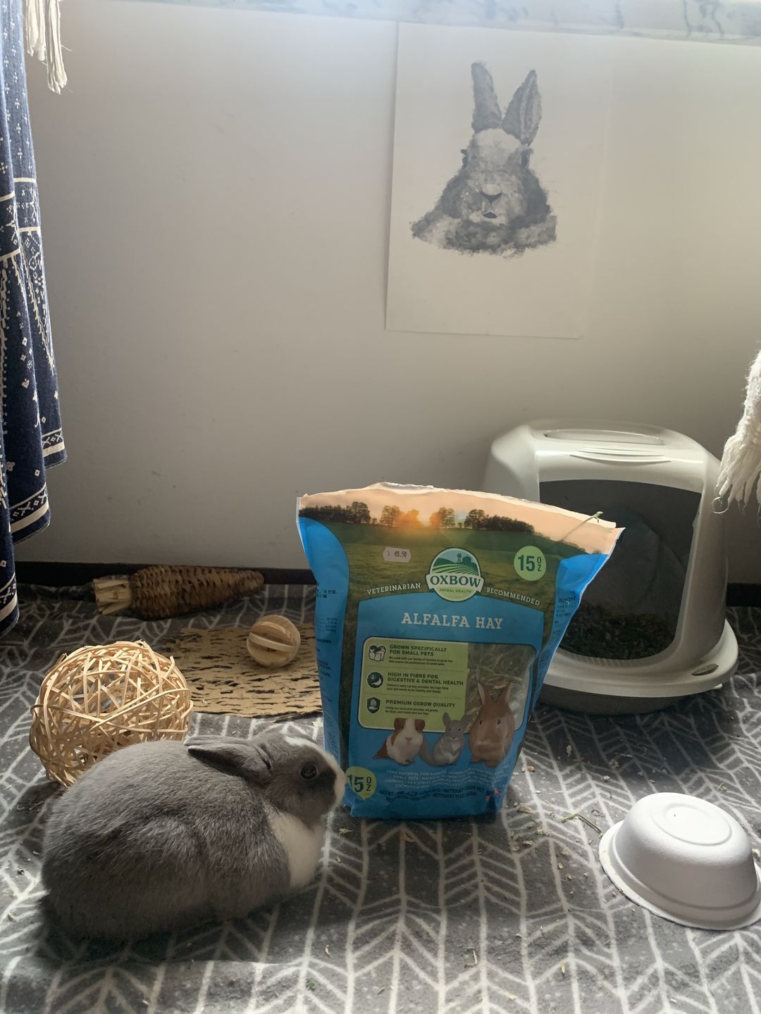 Customer photo review of Oxbow Alfafa hay