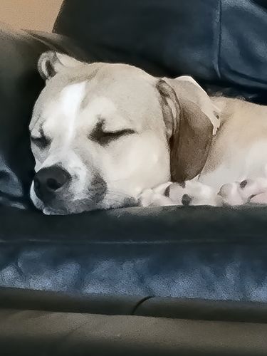 Customer photo review of 12 Inch Gullet Strips