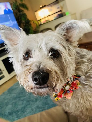 Customer photo review of Rifle paper co dog harness set - Garden Party Cream Petite (jewelry flower)