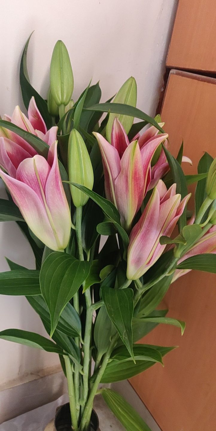 Customer photo review of Oriental Lily