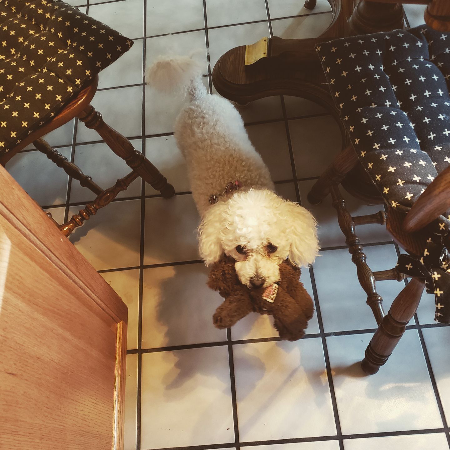 Customer photo review of Royal Canin Veterinary Diet - Hepatic. Canned Dog Food.