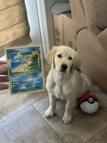 Customer photo review of Number of Pokepets and Trainers