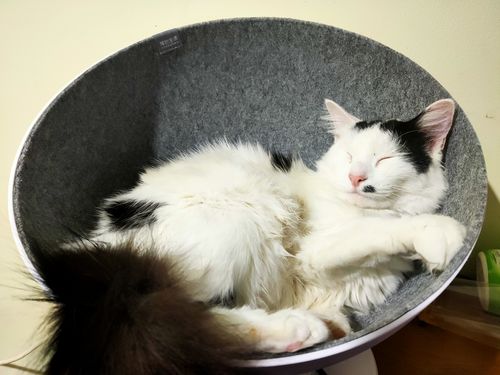 Customer photo review of Furrytail Boss Cat Bed, Elevated Cat Chair