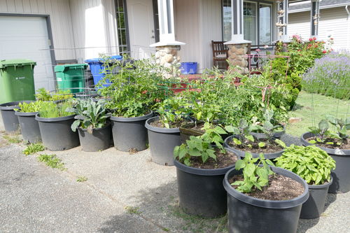 Customer photo review of PURE WORM CASTINGS