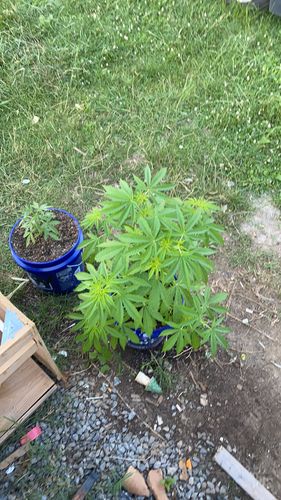 Customer photo review of Sohum Soil Organic Living Soil Just Add Water 1.5 cu ft