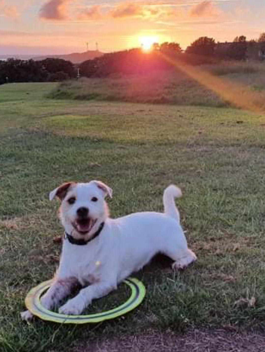 Customer photo review of Dog Spray