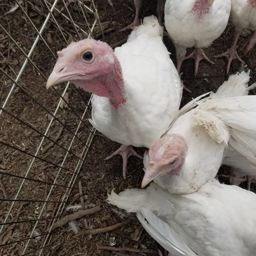 Customer photo review of GrubTerra Dried Larvae