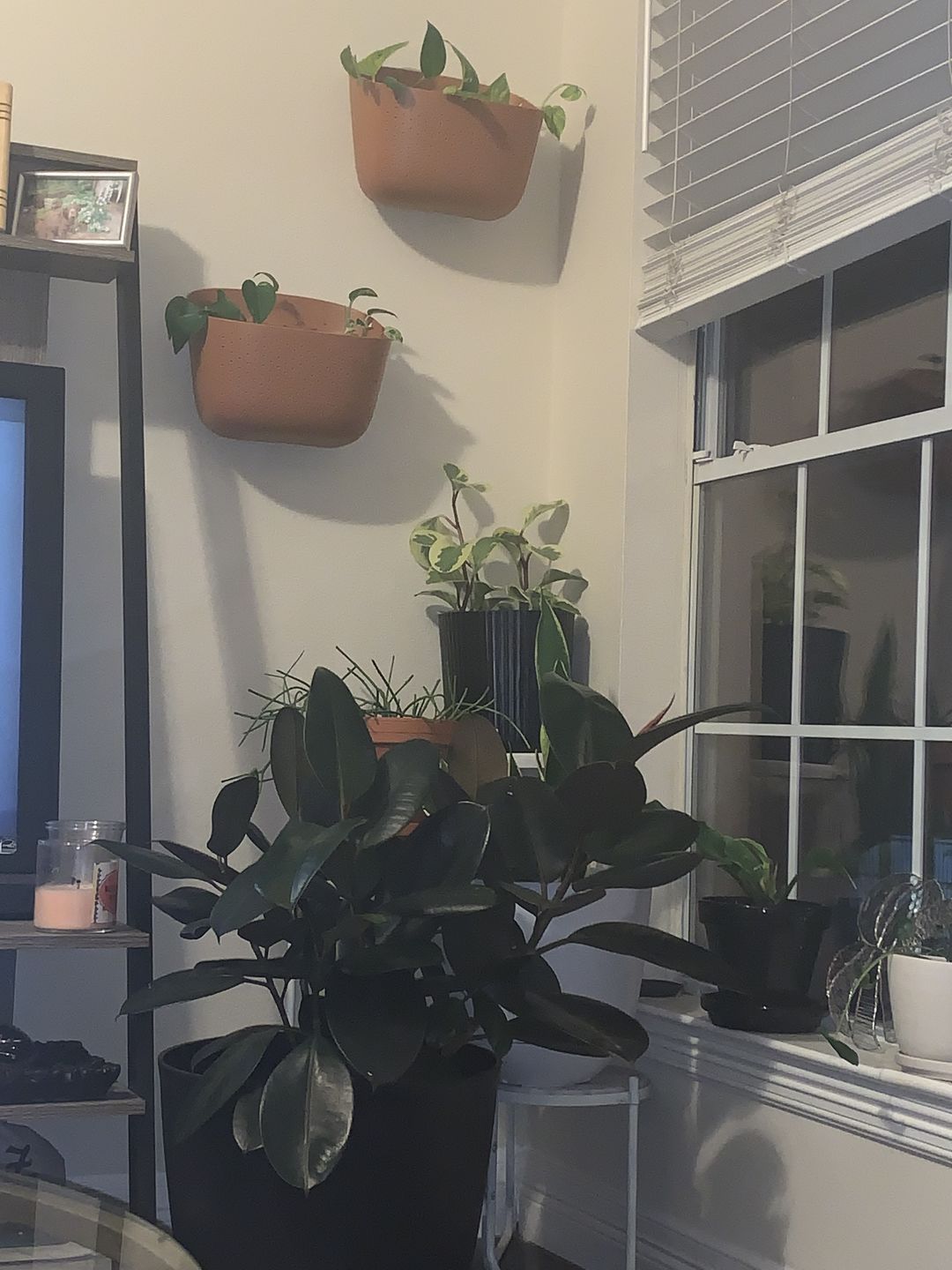 Customer photo review of Eco Terracotta Wall Planter