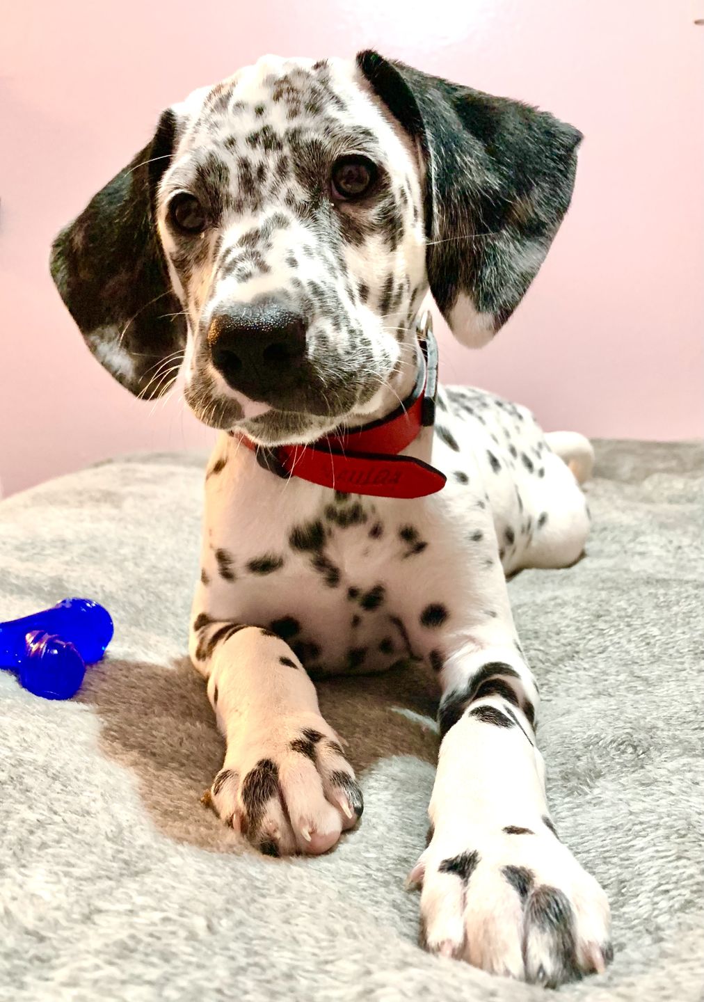 Customer photo review of Collar Duke Rojo/Negro