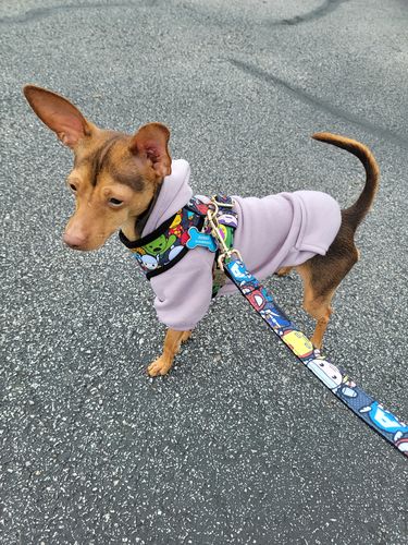Customer photo review of Boy dog harness - Superhero