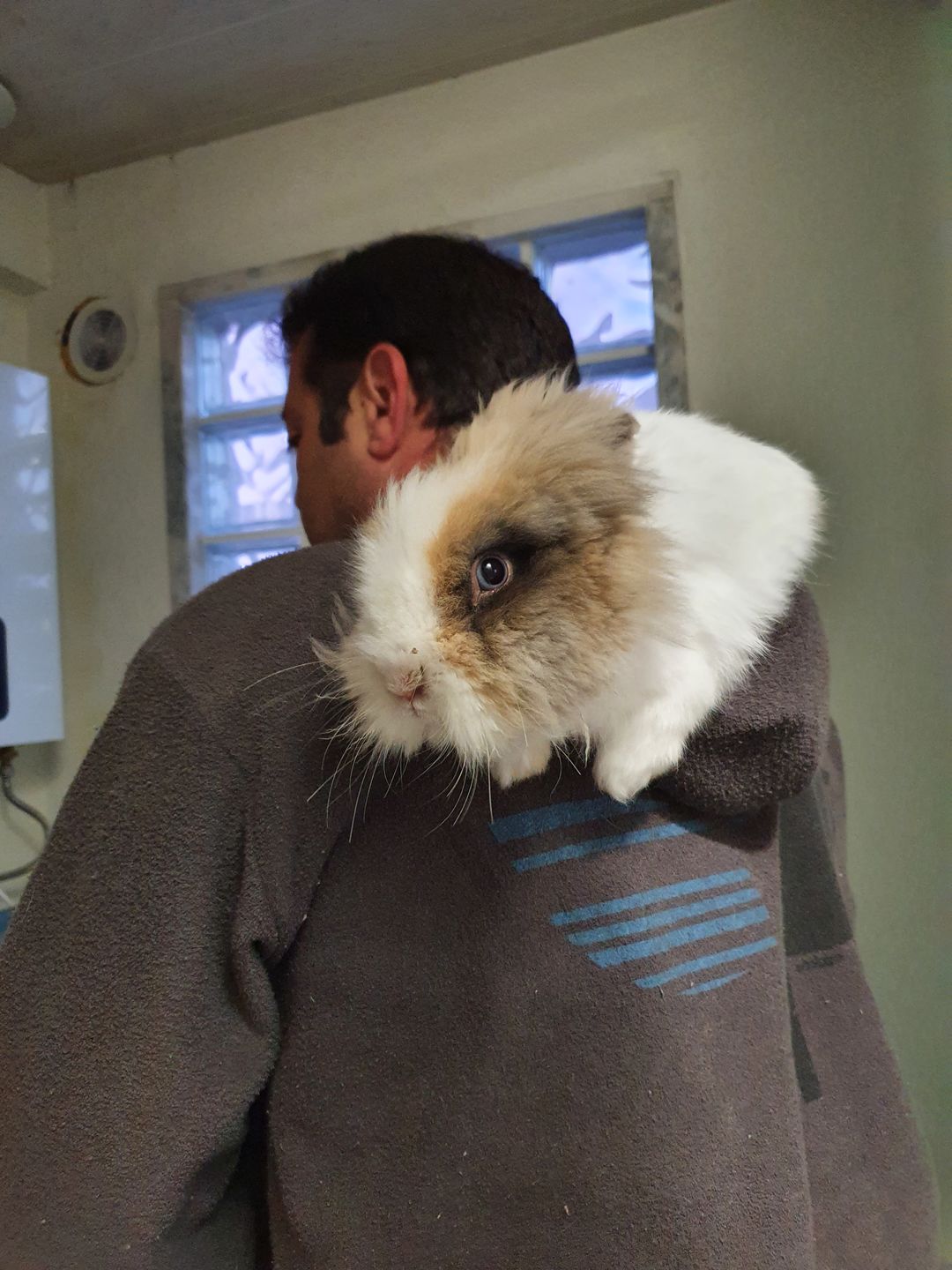 Customer photo review of Burgess Excel Adult Rabbit Nuggets with Oregano 2kgs