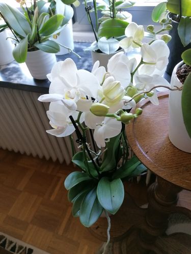 Customer photo review of 3er Set - Table Dance mit weißen Blüten und 4 Stielen