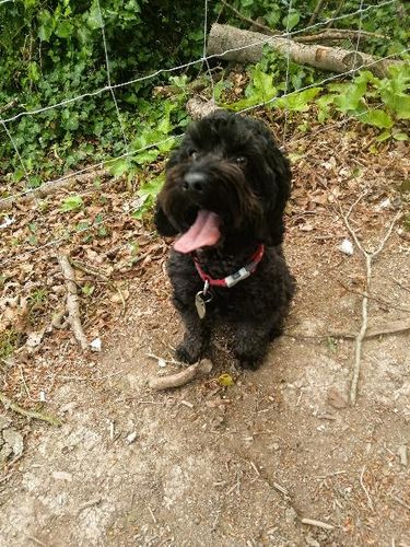 Customer photo review of Anco Fusions Infused Dog Treats