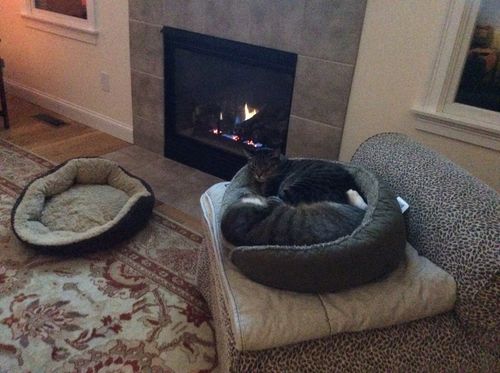 Customer photo review of Carpet Stain + Odor Remover and Cleaner for Pets