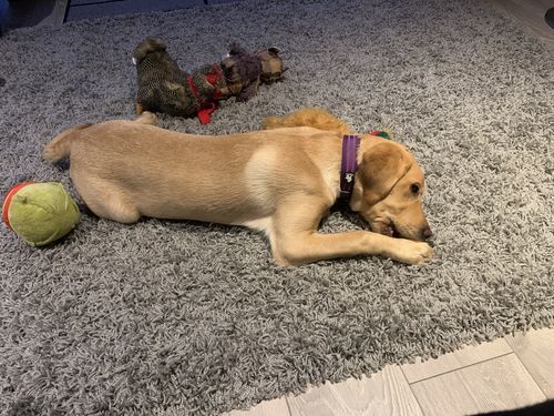 Customer photo review of Everest Dog Yak Chews