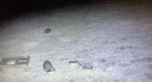 Customer photo review of Mr Johnsons Wildlife Hedgehog Food 750g