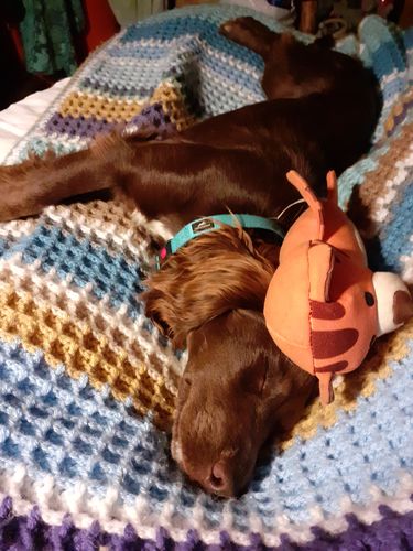 Customer photo review of Miro and Makauri Belay Nylon Safety Collar[Turquoise,30-45cm]