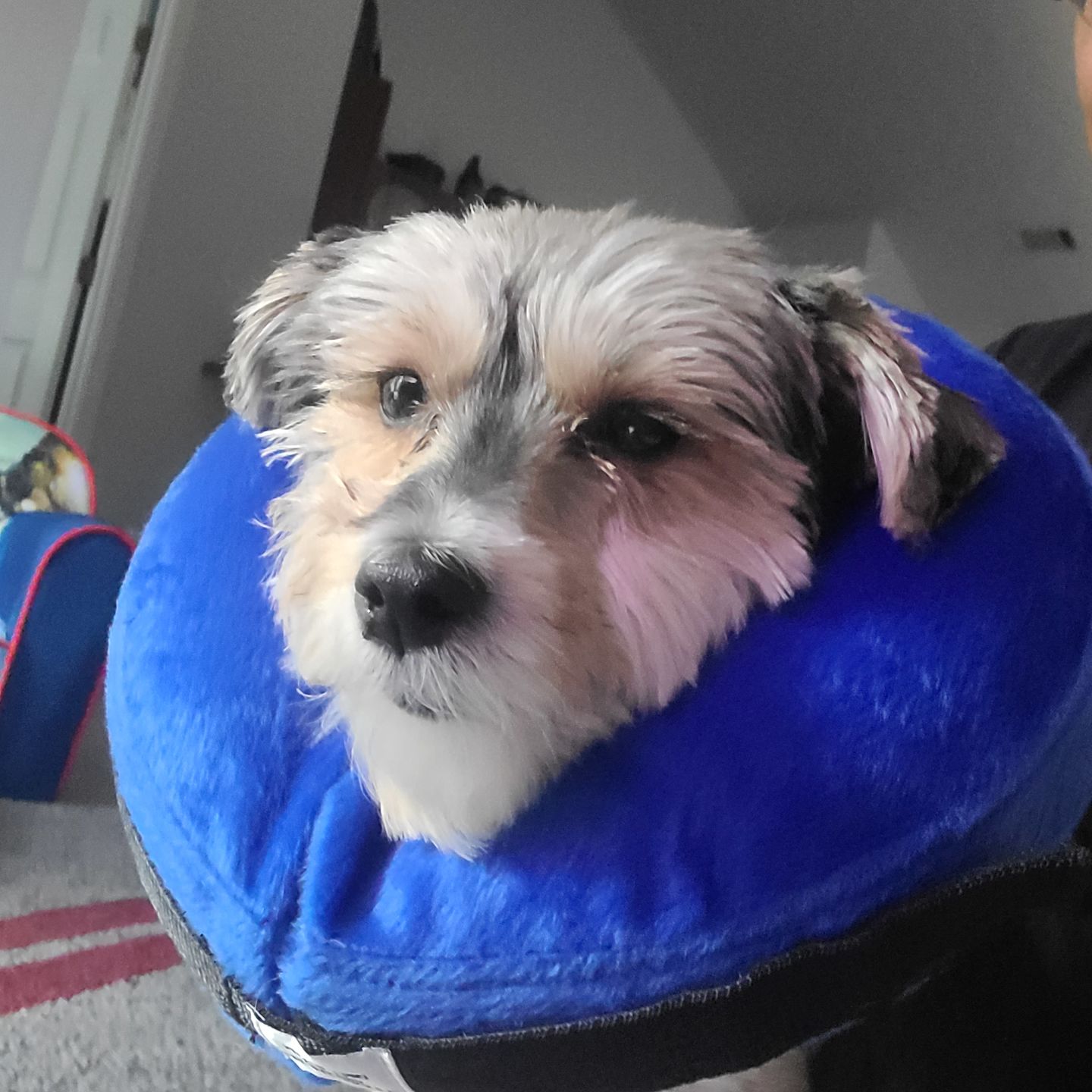 Customer photo review of Royal Canin Veterinary Diet - Hepatic. Canned Dog Food.
