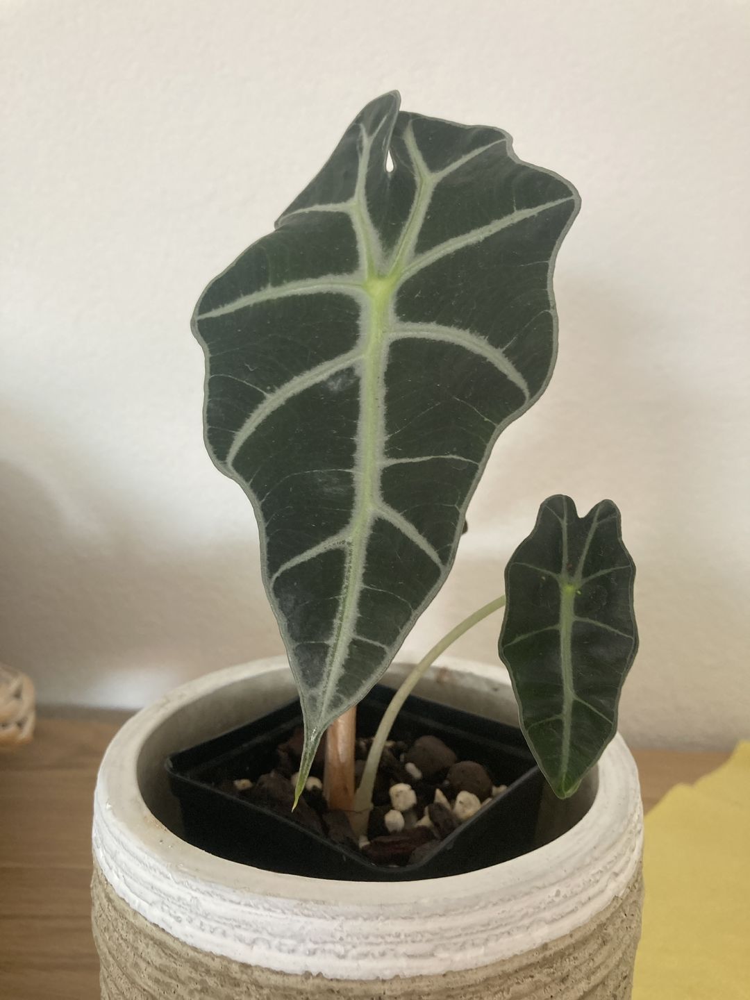 Customer photo review of ALOCASIA AMAZONICA