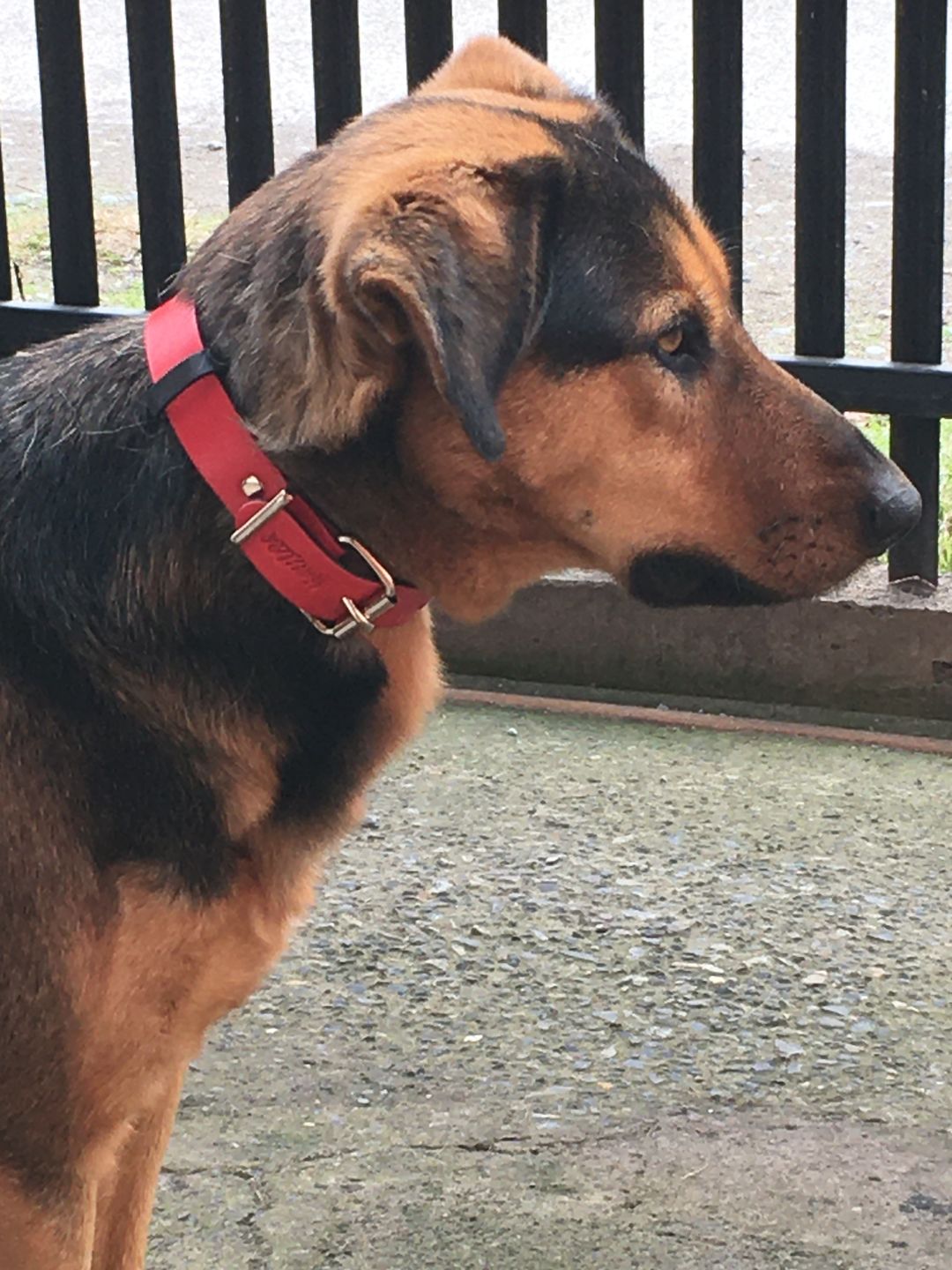 Customer photo review of Collar Duke Rojo/Negro
