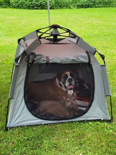 Customer photo review of Pop N' Go® Pets