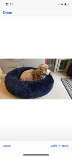 Customer photo review of Pet Calming Bed