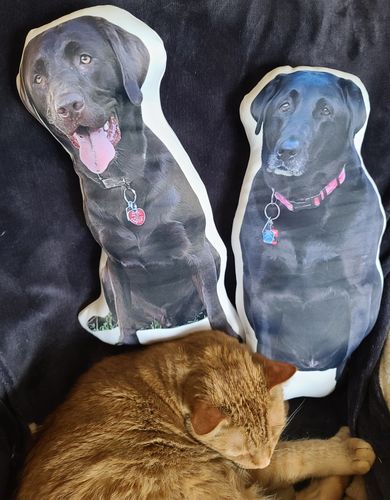 Customer photo review of Create A Custom Animal Pillow