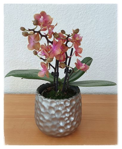 Customer photo review of Duftorchidee neu - Peaches mit rosa-orangenen Blüten