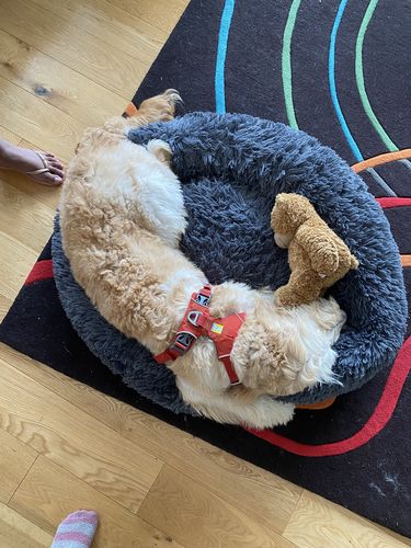 Customer photo review of Bamboo Pet Calming Bed