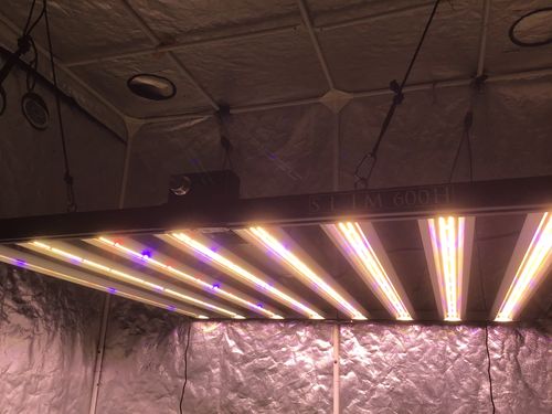 Customer photo review of New! Slim 600H Gen2 Dimmable LED Grow Light (UV) - 600w (3500k) LH351H