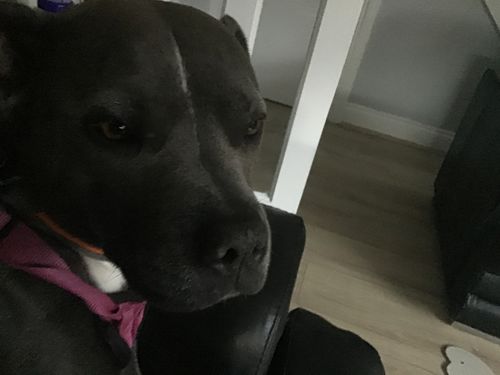 Customer photo review of The Pawfume Shop John Paw Gotea