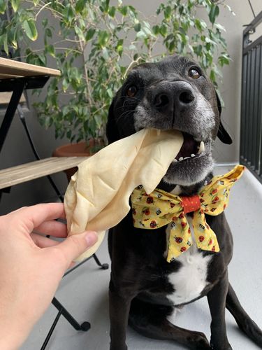 Customer photo review of Cow Ears