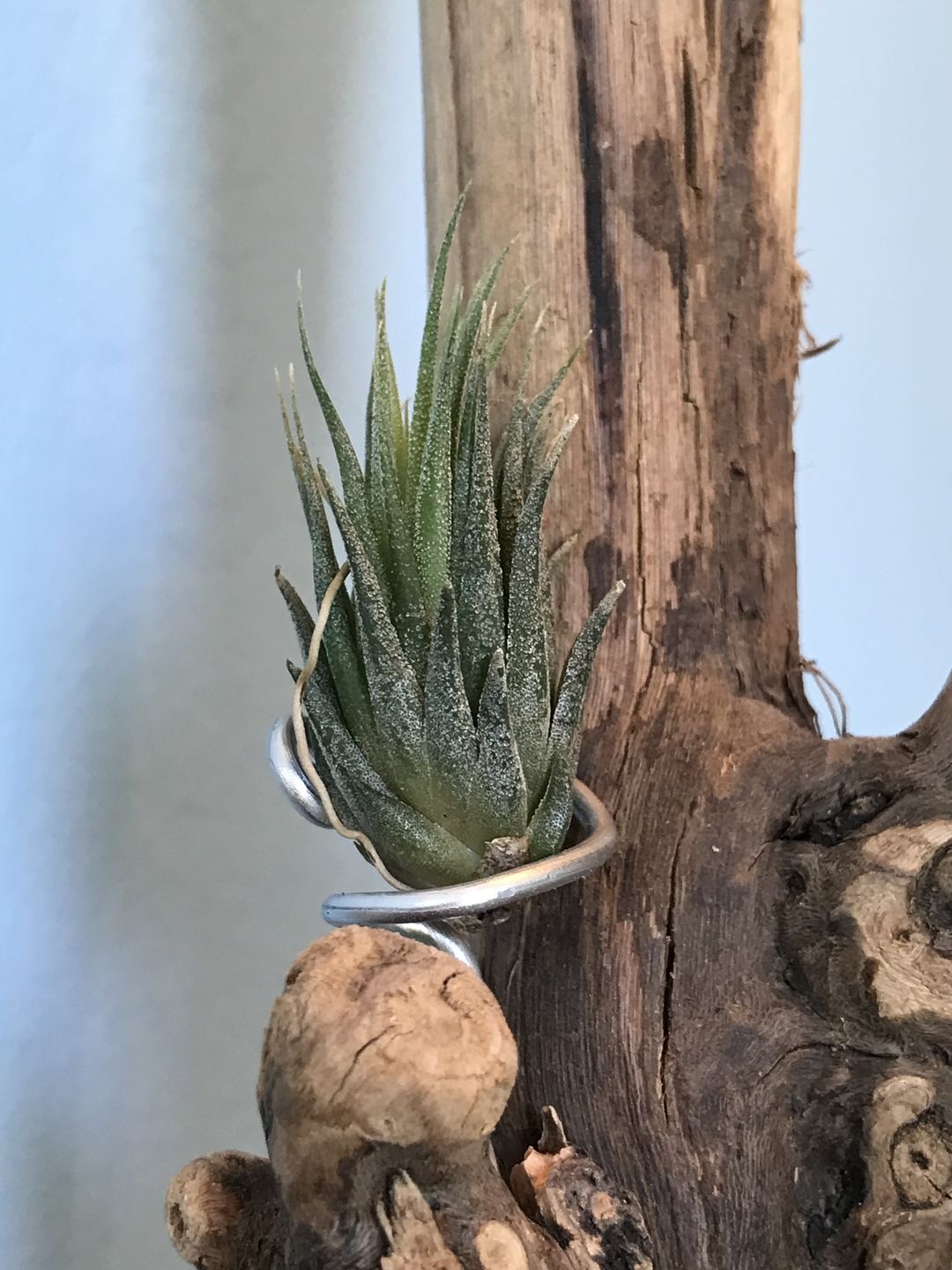 Customer photo review of Ionantha Peanut  (Mini Ionantha Form)