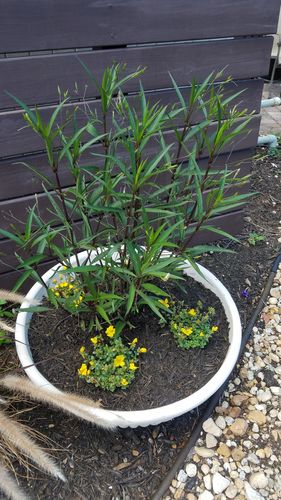 Customer photo review of Purple Showers