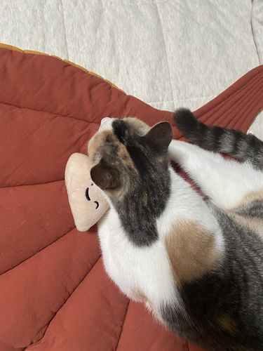 Customer photo review of Zeze Sea Shell Soft Cat Bed