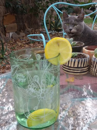 Customer photo review of Reforestemos Juego de 4 Vasos