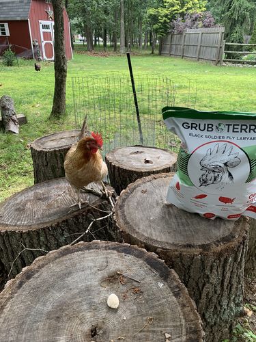 Customer photo review of GrubTerra Dried Larvae