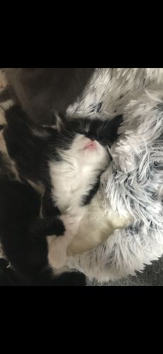 Customer photo review of Coussin Pour Chat Confort & Apaisant