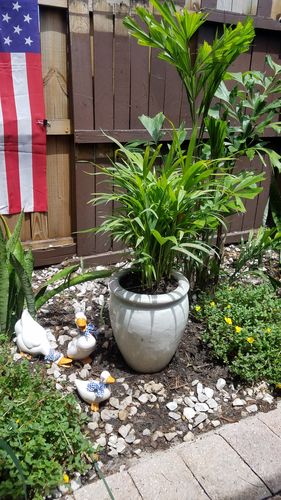 Customer photo review of Areca Palm