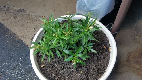 Customer photo review of Oleander