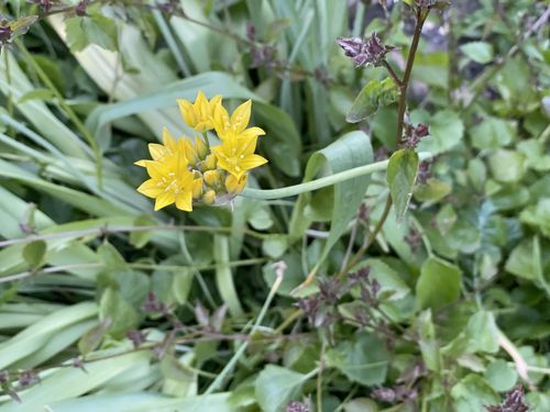 Customer photo review of Apple iPhone 12 Pro 128GB Pacific Blue Unlocked Refurbished Pristine