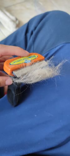 Customer photo review of ®SHEDDING - Herramienta de eliminación de pelo para mascotas