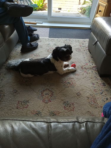 Customer photo review of Kong Signature Balls 2 Pack