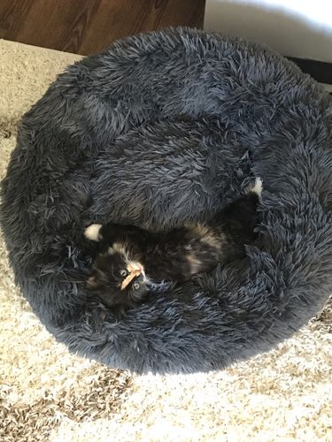 Customer photo review of Comfy Pet Bed Calming High Stretch Soft Faux Fur for Dogs &  Cats