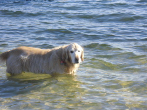 Customer photo review of Advanced Hip and Joint Supplement for Dogs - Level 3 Jointcare - 120 Soft Chews